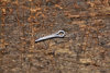 Cotter Pin for PM Calippers / Brake Pad Pin
